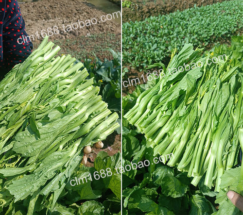 柳州6号甜芥苔种子10克 早熟尖叶型芥菜苔清脆无渣秋季蔬菜种子孑 - 图2