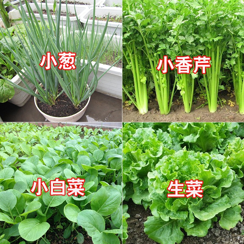 10种蔬菜种子香葱小白菜生菜香菜心阳台盆栽菜种籽孑秋冬四季大全 - 图2