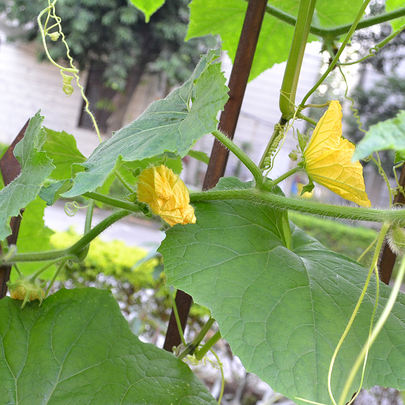 毛节瓜种子海南节瓜阳台菜园盆栽庭院蔬菜种籽孑四季种植-图0