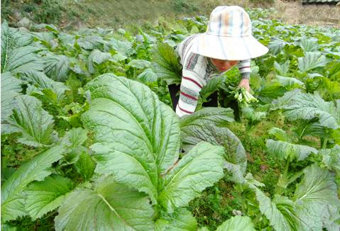 江西抚州新鲜芥菜梗正宗临川菜梗250g袋装江西特产甜辣咸辣下饭菜 - 图2