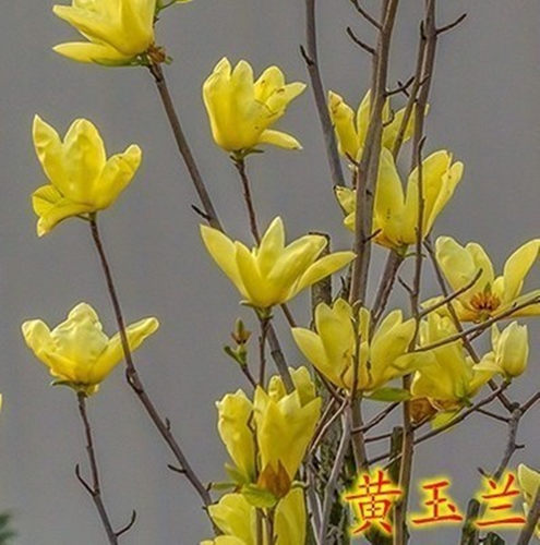 绿化苗木广玉兰树苗紫玉兰小苗红玉兰白玉兰黄玉兰苗嫁接玉兰树苗 - 图0