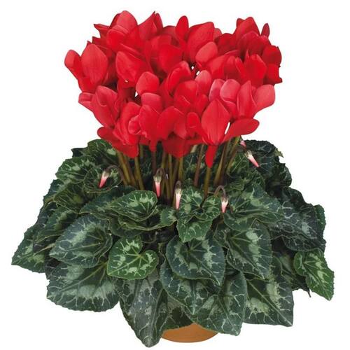 仙客来盆栽带花室内客厅观赏花卉四季开花好养易成活阳台观花植物 - 图1