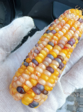 文玩玉米毛料整根手把件迷你七彩玻璃宝石血丝小玉米七彩宝石种子