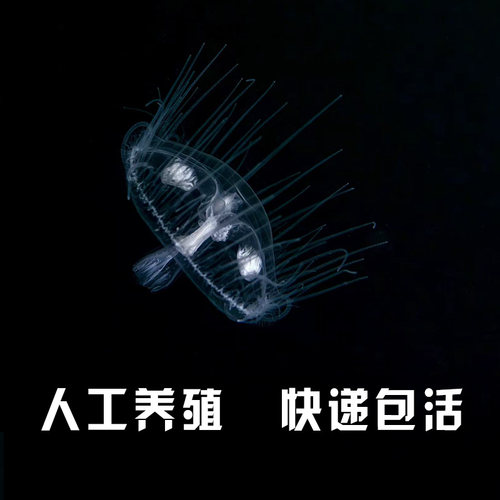 淡水水母活体桃花水母家养好养无毒小型水族迷你观赏宠物包损 - 图0