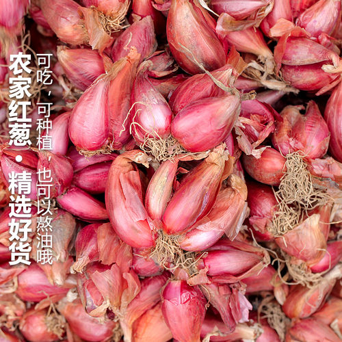 四季葱头红葱头种小香葱种头葱种植蔬菜种籽圆葱本地火葱头种批发 - 图1