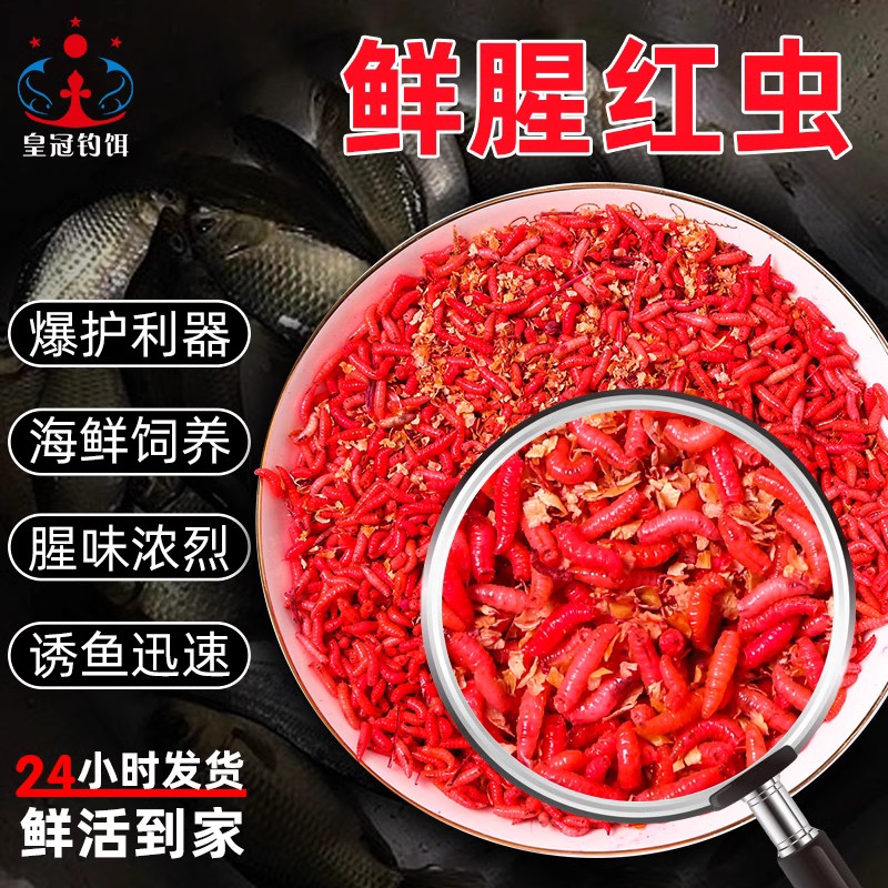 包邮鲜活红蛆肉蛆钓鱼活饵溪流石斑马口鲫鱼水库牙子水库饵料野钓 - 图0