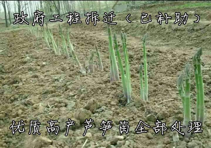 包邮芦笋根苗种根多年生绿植盆栽阳台大田种植蔬菜苗种子现挖现发-图2