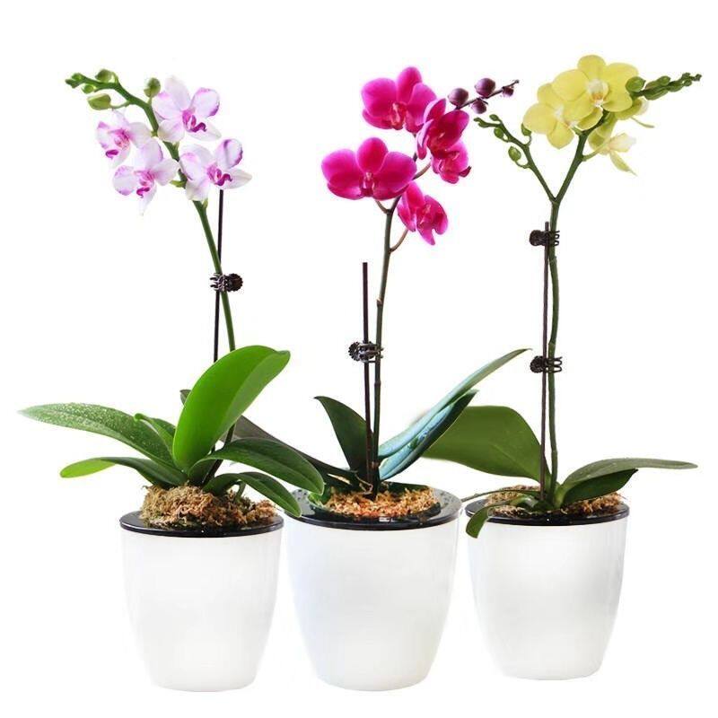 精品大花蝴蝶兰盆栽花苗植物室内花卉绿植盆 热品库 性价比省钱购