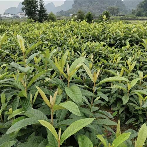 新红皮红肉大果枇杷苗超矮无核砂糖枇杷苗耐寒南北方果树盆栽地栽 - 图0