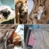 Pet chăn Teddy quilt dog chăn pad mèo chăn chó lớn bốn mùa cũi mat mùa đông - Cat / Dog hàng ngày Neccessities Cat / Dog hàng ngày Neccessities