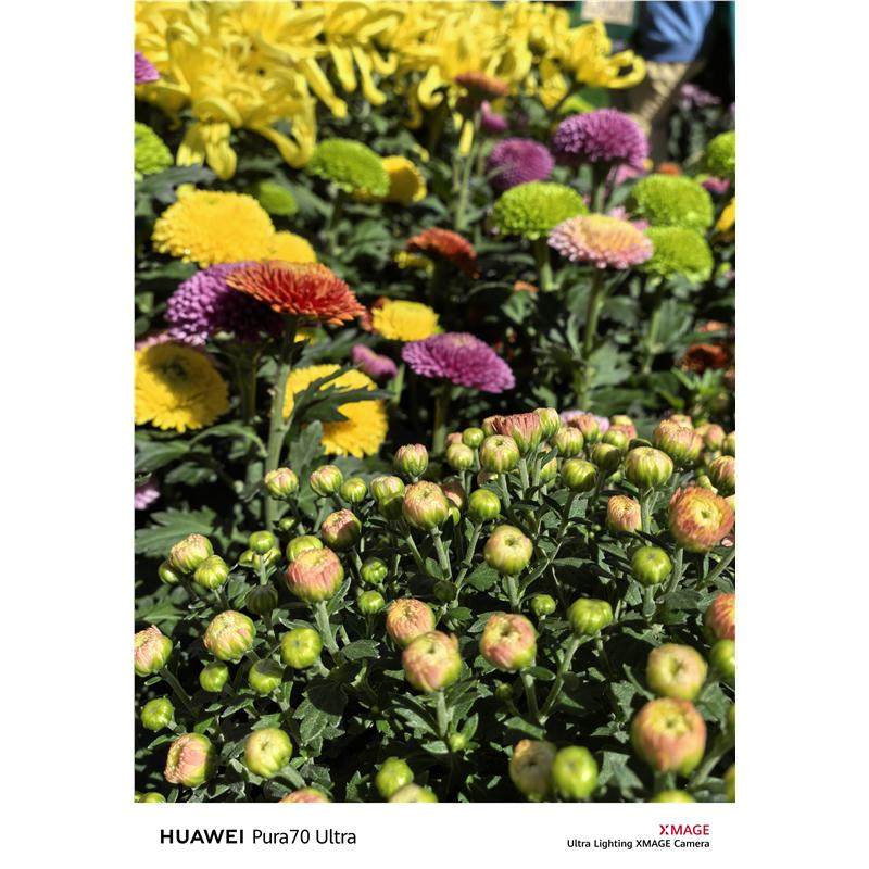 拇指刀摘花椒采摘器摘菜掐尖器农易摘樱桃豆角辣椒草莓铁指甲,淘宝优惠券,粉丝福利购,淘宝优惠卷