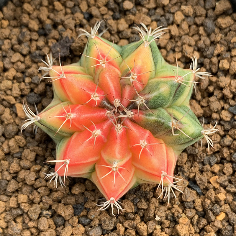 花定缘精品绯牡丹锦实生彩色米哈仙人球泰国稀有植物品种开花盆栽 花定缘旗舰店 淘优券