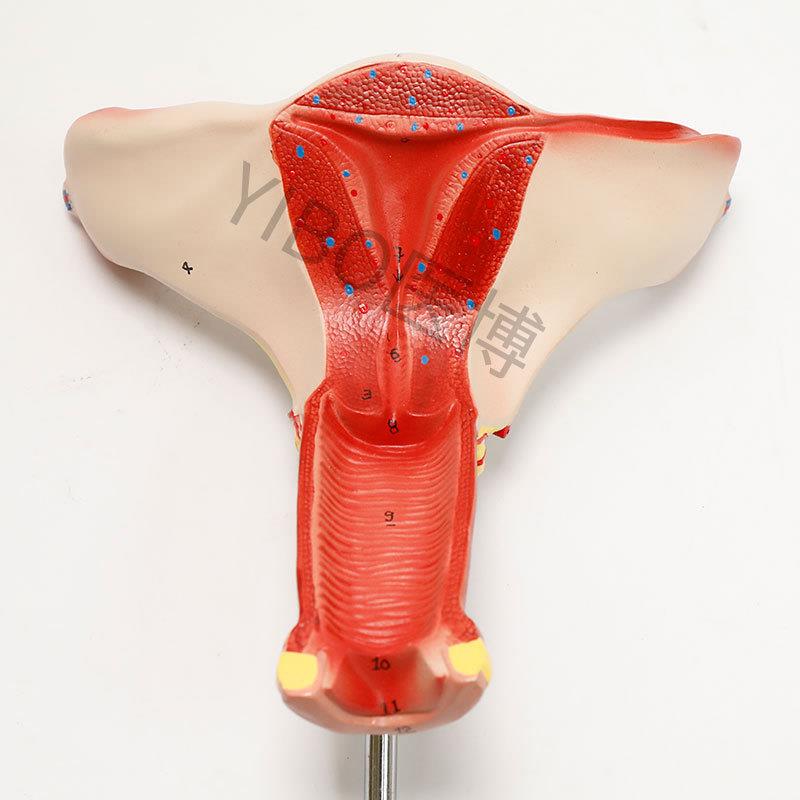 医博BIX-A3422正常子宫模型女性子宫模型 医用教具女性内外生殖器 - 图2
