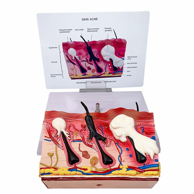 狗皮肤模型犬科宠物动物耳朵解剖兽医教学教仪优惠教学医院专用 - 图2