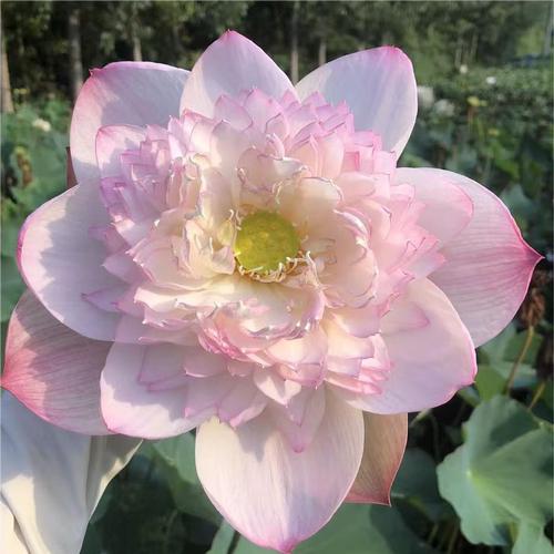 【大型荷花推荐】(建国碗莲苑)荷花种藕阳台池塘开花盆栽水培植物 - 图0