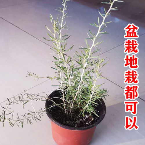 宁夏红枸杞树苗地栽食用枸杞子树苗南方北方盆栽地栽当年结果树苗 - 图2