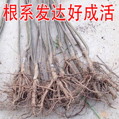 纸皮核桃树果苗特大薄皮185新疆纸皮核桃苗树南北方种植盆栽地栽 - 图2