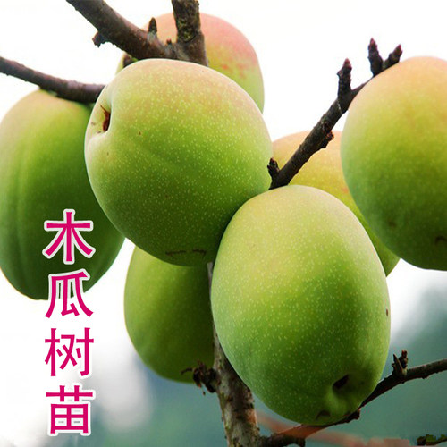 四季蒙山天香水果木瓜苗树特大矮化南北方种植地栽盆栽苗当年结果 - 图0