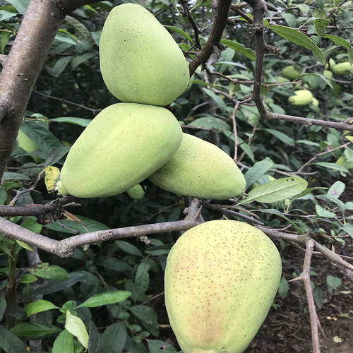 四季蒙山天香水果木瓜苗树特大矮化南北方种植地栽盆栽苗当年结果 - 图1