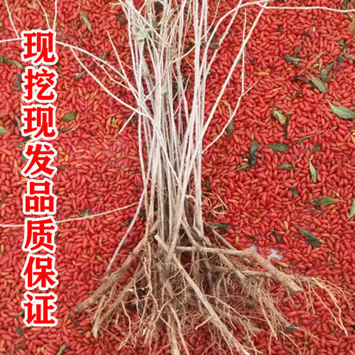 宁夏红枸杞树苗地栽食用枸杞子树苗南方北方盆栽地栽当年结果树苗 - 图1