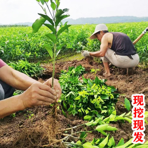 黄金贡柚果树苗嫁接湖南怀化黄金贡柚子苗树南方北方种植盆栽地栽 - 图1