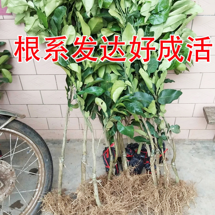 新品种特大柚子苗南北方种植红心柚子三红蜜柚树苗庭院地栽盆栽苗 - 图1