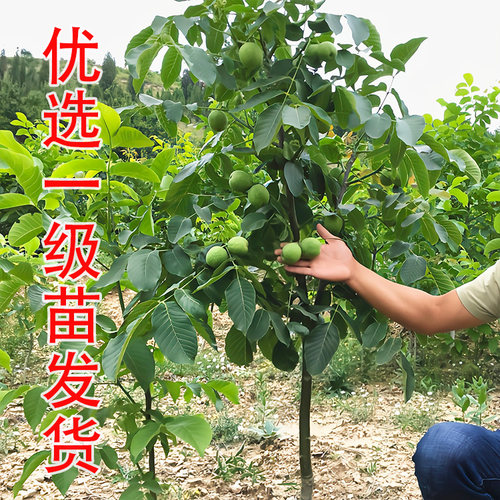 纸皮核桃树果苗特大薄皮185新疆纸皮核桃苗树南北方种植盆栽地栽 - 图1