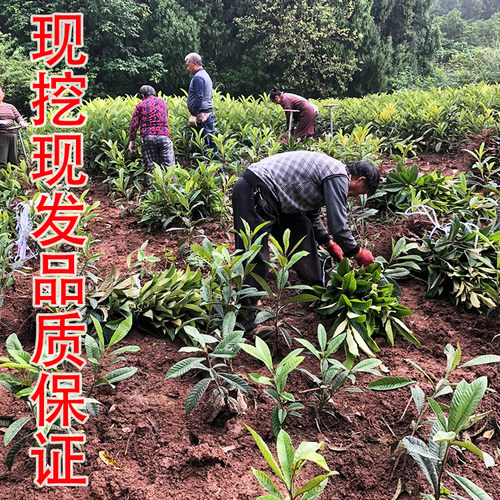 嫁接枇杷果苗树大五星白玉枇杷树果苗特大南北方盆栽地栽当年结果 - 图1