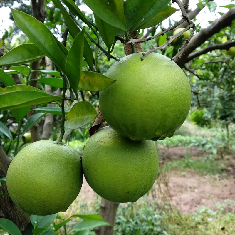 正宗金华玳玳橘树苗盆栽代代橘树果苗回青橙树果苗地栽南北方种植 - 图1