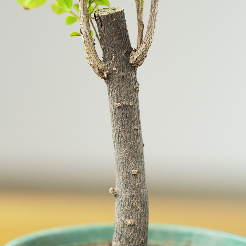 小叶紫檀盆景树苗花卉盆栽办公室植物黑骨茶书房四季常青镇宅绿植-图2