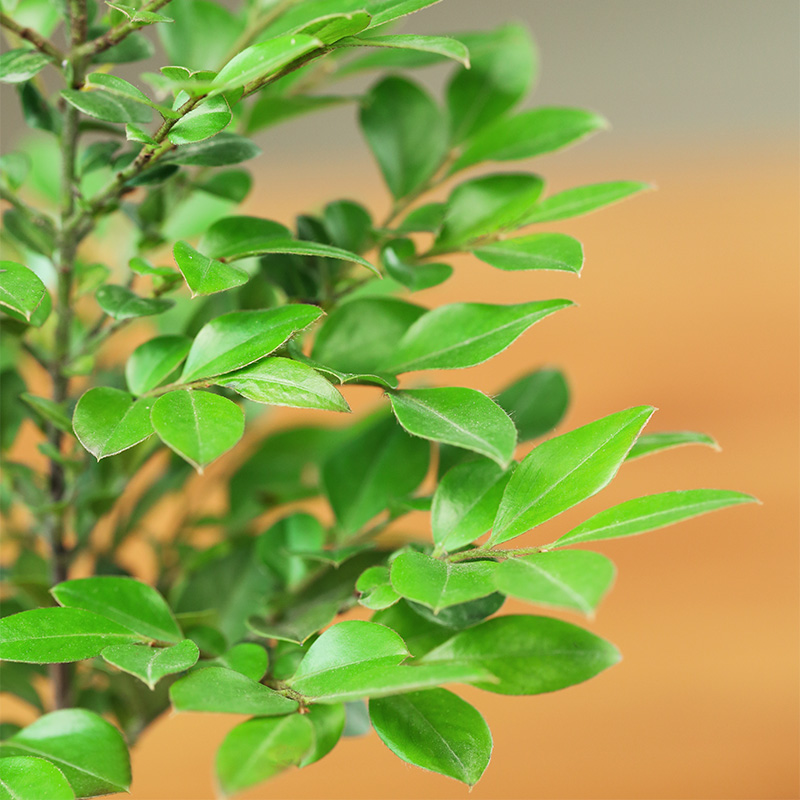 小叶紫檀盆景树苗花卉盆栽办公室植物黑骨茶书房四季常青镇宅绿植-图3