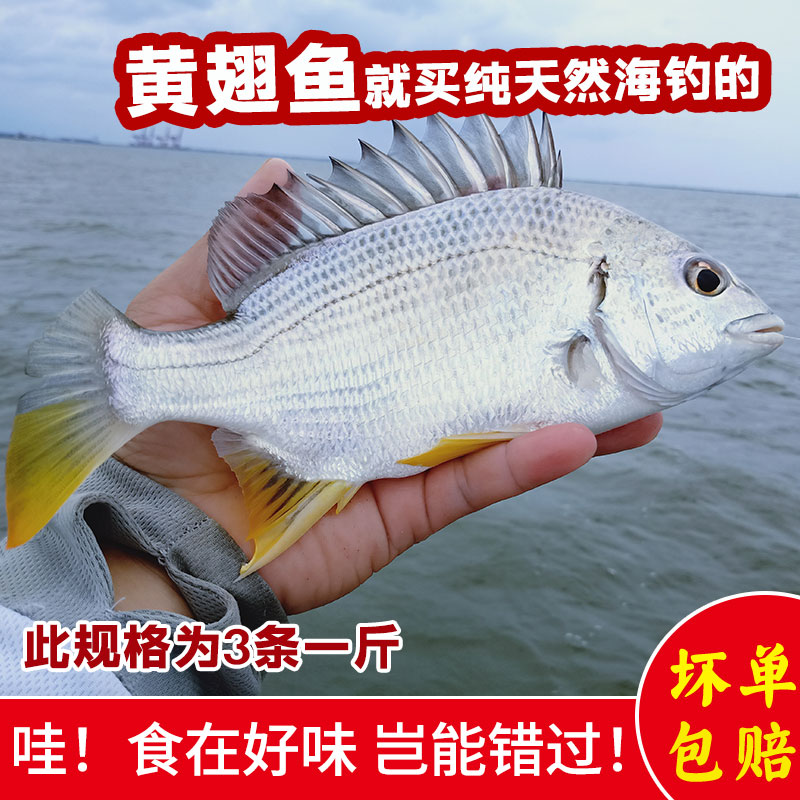 黄翅鱼新鲜海捕黄墙鱼海鲜水产冷冻黄立鱼当天海钓鲜活黄刺黄脚立 - 图2