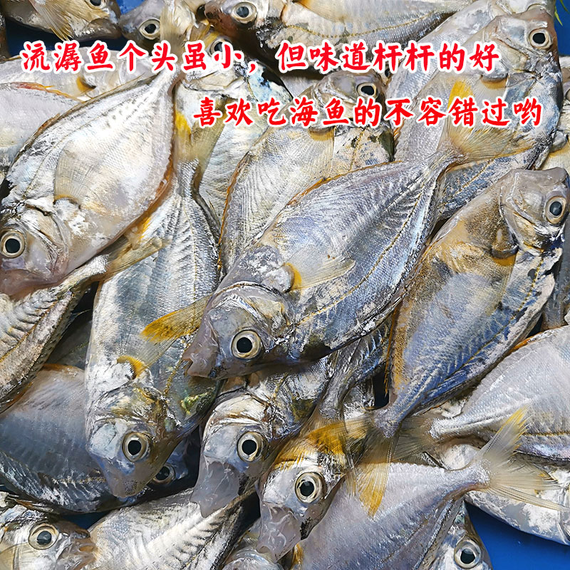 湛江海鱼 新鲜海捕活鱼小海鱼鲜活冷冻鱼类深海鱼生鲜水产流潺仔 - 图1