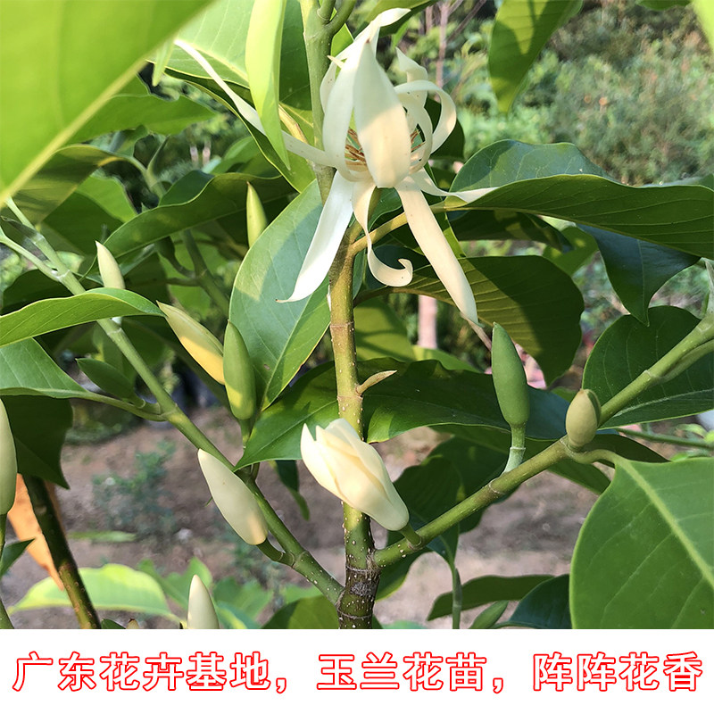 玉兰花树植株,玉兰花树图片植株,玉兰花树(第13页)_大山谷图库