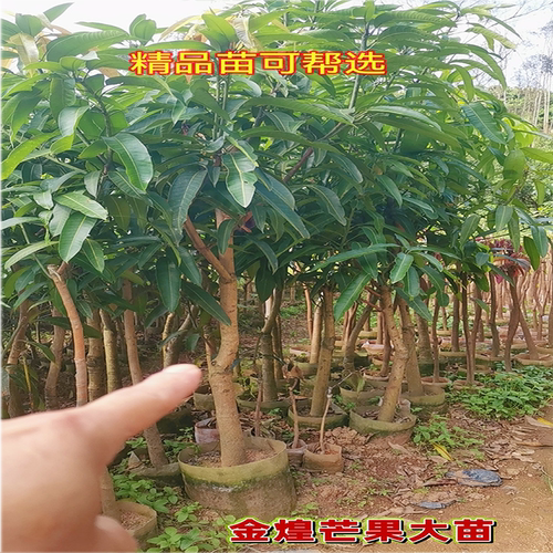 芒果树苗嫁接桂七贵妃芒四季芒金煌芒果苗树南方矮化种植当年结果 - 图0