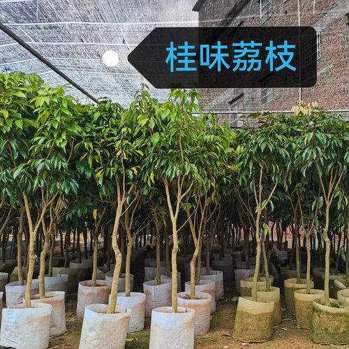 荔枝树果苗仙进奉桂味冰荔盆栽妃子笑嫁接果树糯米糍果苗当年结果 - 图0