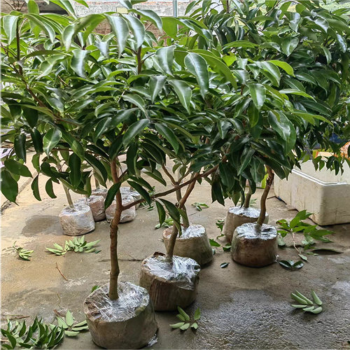 荔枝树果苗仙进奉桂味冰荔盆栽妃子笑嫁接果树糯米糍果苗当年结果 - 图2
