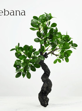 仿真榕树植物高品质pu书房摆件
