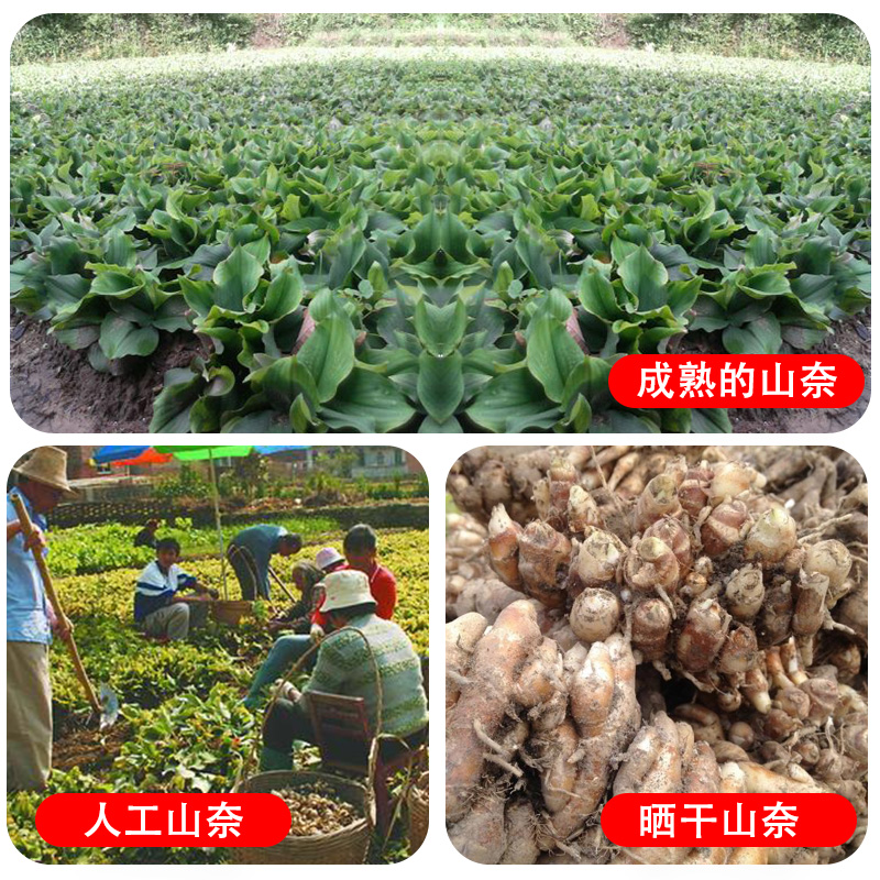 山奈50g沙姜三奈四川烧菜卤肉调味佐料皮香料调料大全炖肉砂姜-图1