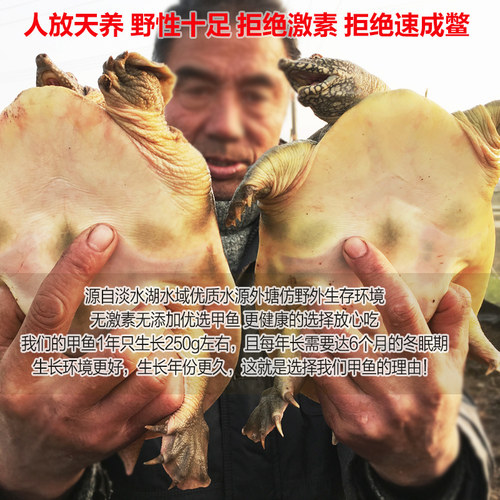 外湖生态鲜活老甲鱼水鱼团鱼王八6年中华鳖3斤活体公鳖老鳖淡水产 - 图1