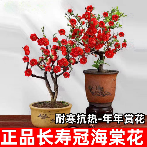 海棠花盆栽老桩长寿冠盆景带花苞重瓣四季开花卉庭院耐寒植物 - 图3