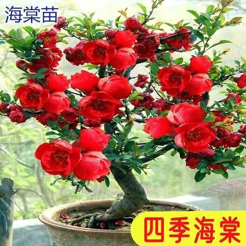 海棠花盆栽老桩长寿冠盆景带花苞重瓣四季开花卉庭院耐寒植物 - 图1