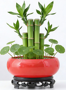 新年红色铜钱草水仙花盆大口径水培绿植家用无孔睡莲碗莲盆带底座