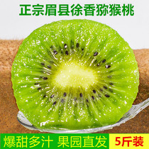 Authentic Shaanxi eyebrow county Xu Xiangkiwi fruit fresh fruit 5 catties of great fruit Mummy Peach Clay Monkey Peach With Peach.