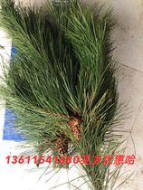 Now Cut Horsetail Pine Pine Branches Fresh Cut Water Longberian Cypress Branches Hydroponic Incense Indoor Purifies Air Christmas Presents