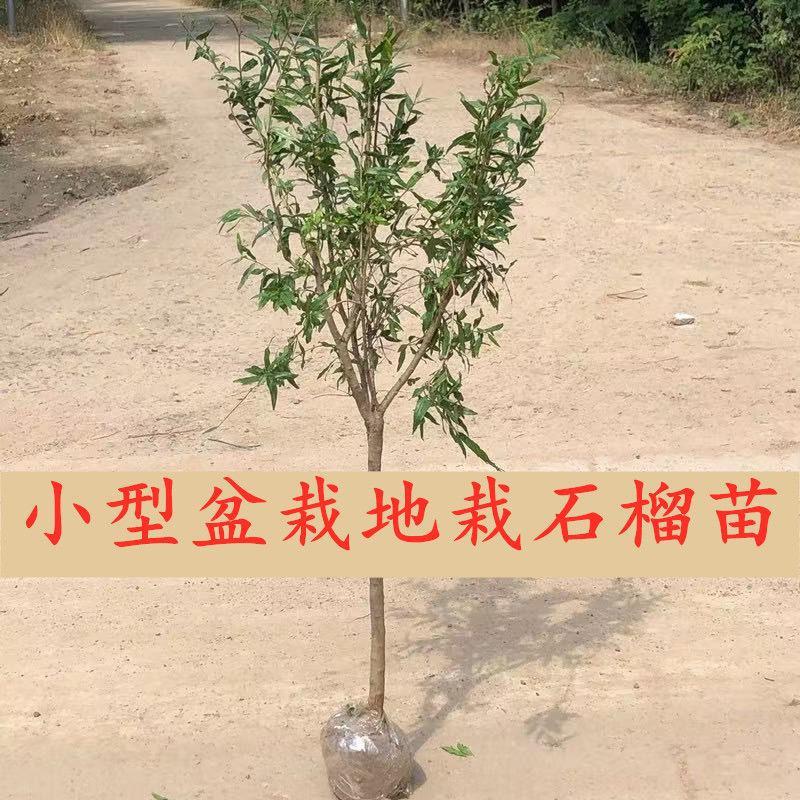 石榴树树苗地栽特大软籽红心甜石榴南北方种植当年结果庭院果树苗 - 图2