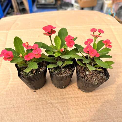 小花小叶虎刺梅好养耐热桌面庭院美观绿植小盆景盆栽 - 图1