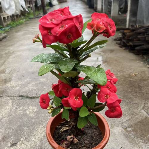 大叶虎刺梅盆栽铁海棠大花红色老桩多季开花室内阳台庭院观赏花卉 - 图3