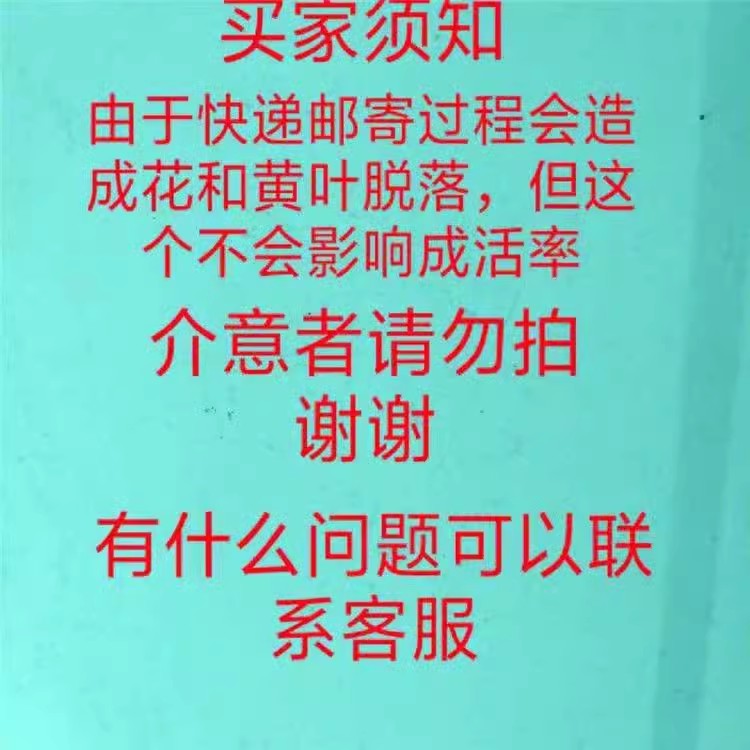 大叶虎刺梅盆栽铁海棠大花红色老桩多季开花室内阳台庭院观赏花卉 - 图0