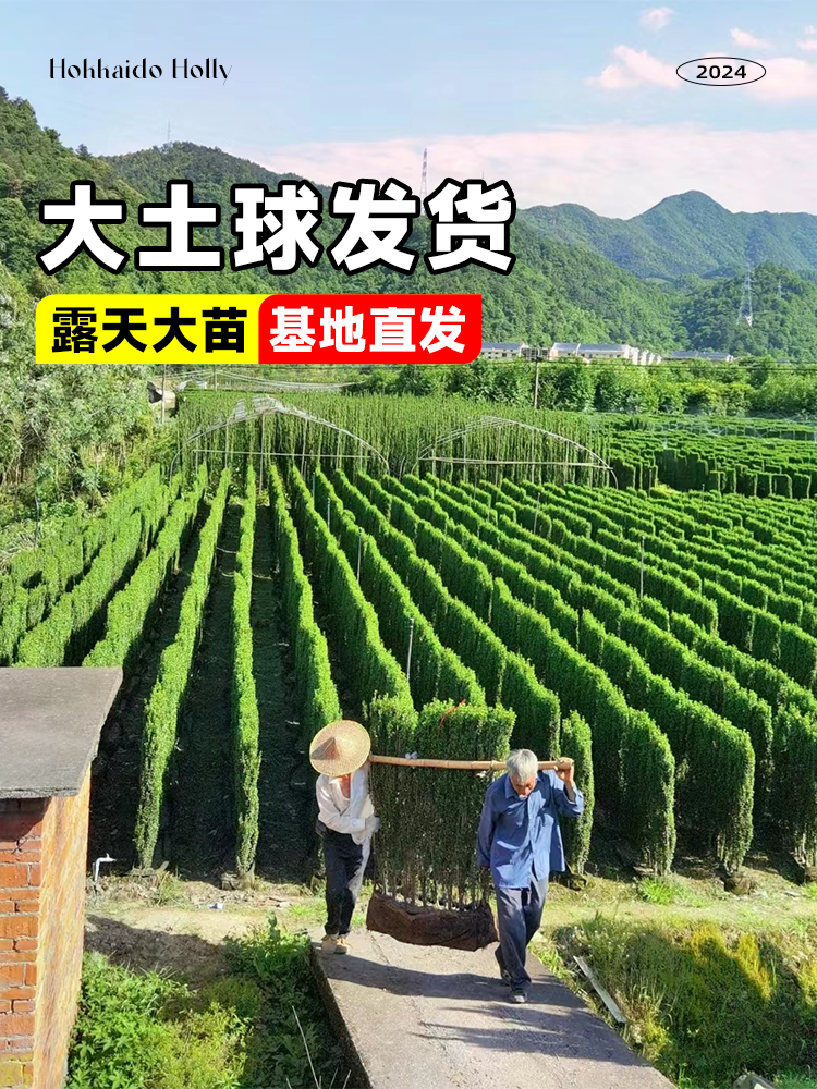 冬青树苗北海道黄杨庭院围墙篱笆植物四季常青法国耐寒绿篱绿化树 - 图1